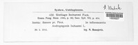 Sphacelotheca ischaemi image